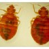 Bed Bug Control
