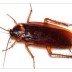 Cockroach Control
