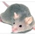 Mice Control