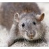 Rat Control