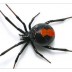 Spider Control