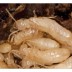 Termite Protection